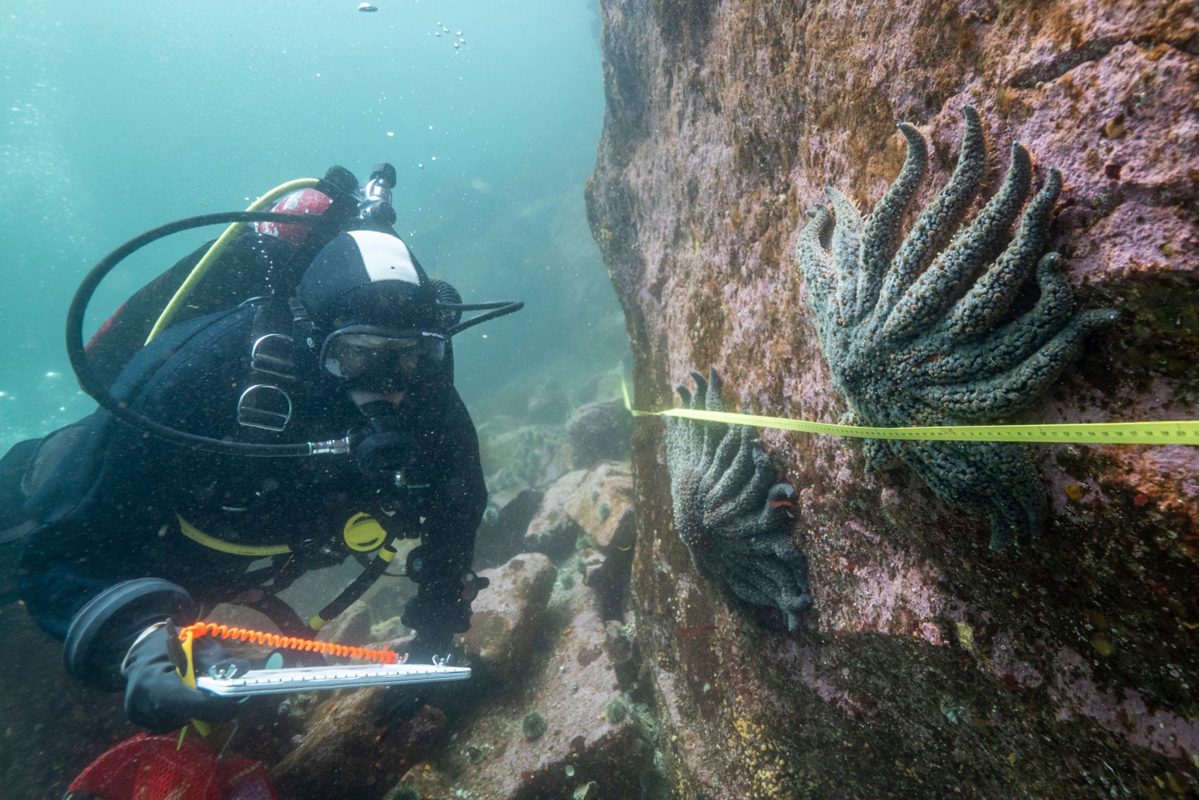 La investigadora Alyssa Gehman cuenta y mide ejemplares de estrella de mar girasol en el canal Burke