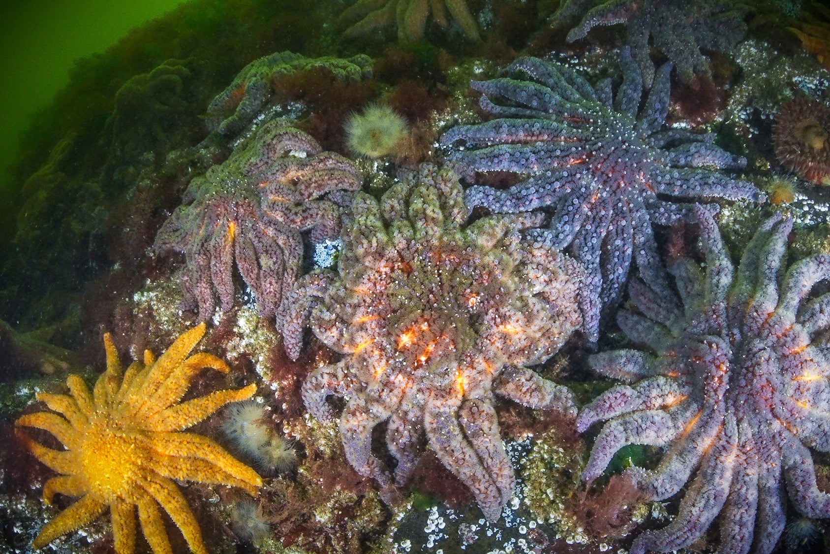 Un grupo de estrellas de mar girasol con SSWD en Knight Inlet