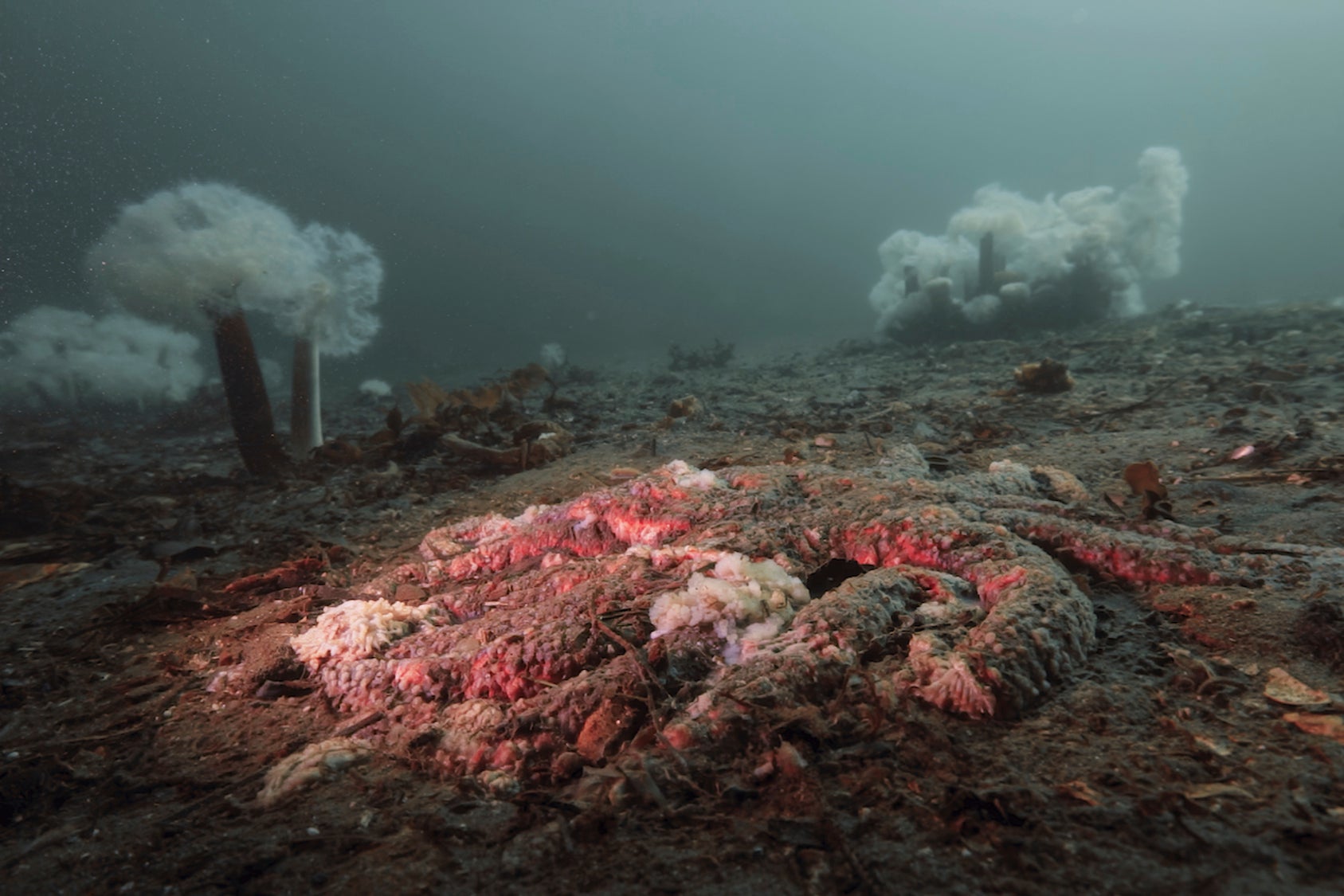 Una estrella de mar girasol quedó reducida a polvo por la enfermedad que afecta a esta especie en Calvert Island, Columbia Británica