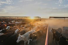 Ganaderos mexicanos se reinventan con carnicerías de lujo y apicultura ante cierre de envíos a EEUU
