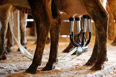 Leche cruda enferma a 21 personas en Florida, incluidos seis niños