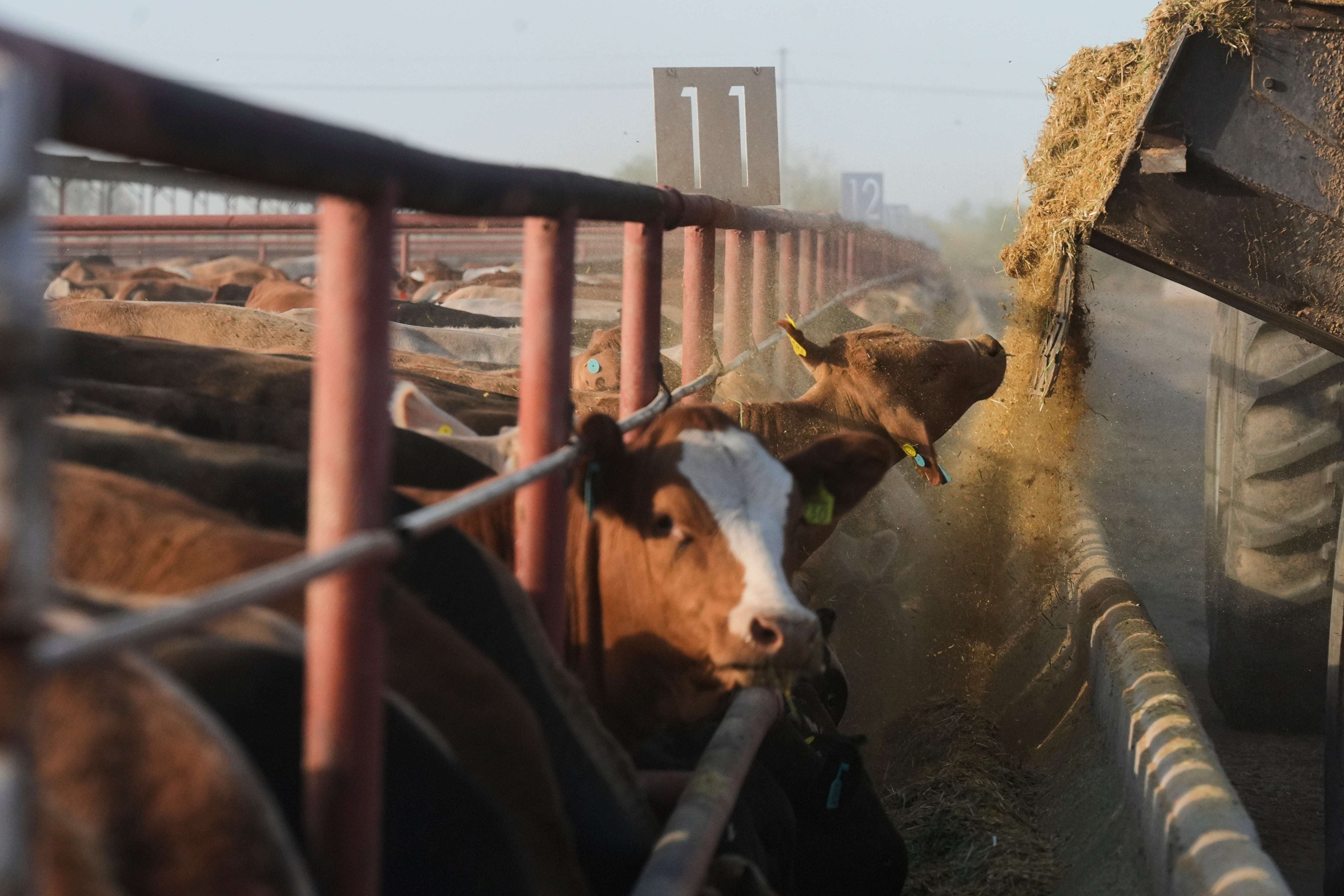 MÉXICO-GUSANO BARRENADOR-FOTOS
