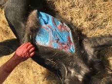 Cerdos salvajes con carne “azul brillante” vuelven a aparecer en California