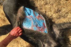 Cerdos salvajes con carne “azul brillante” vuelven a aparecer en California