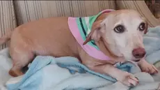 Hombre ciego camina 11 km al día buscando a su perro de servicio robado