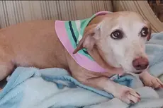 Hombre ciego camina 11 km al día buscando a su perro de servicio robado