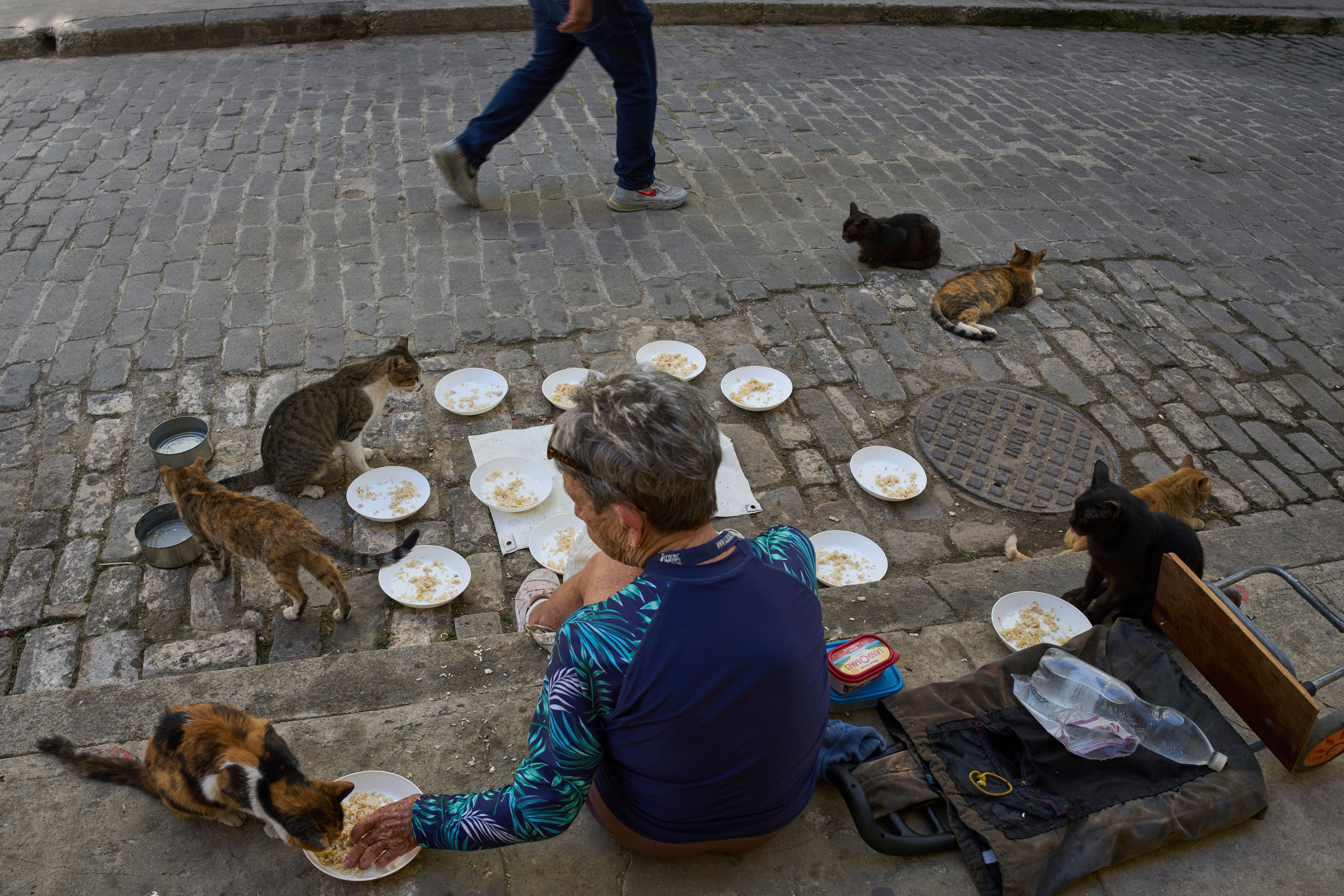 Cubanos hacen malabares para dar comida y refugio a animales callejeros en medio de la crisis