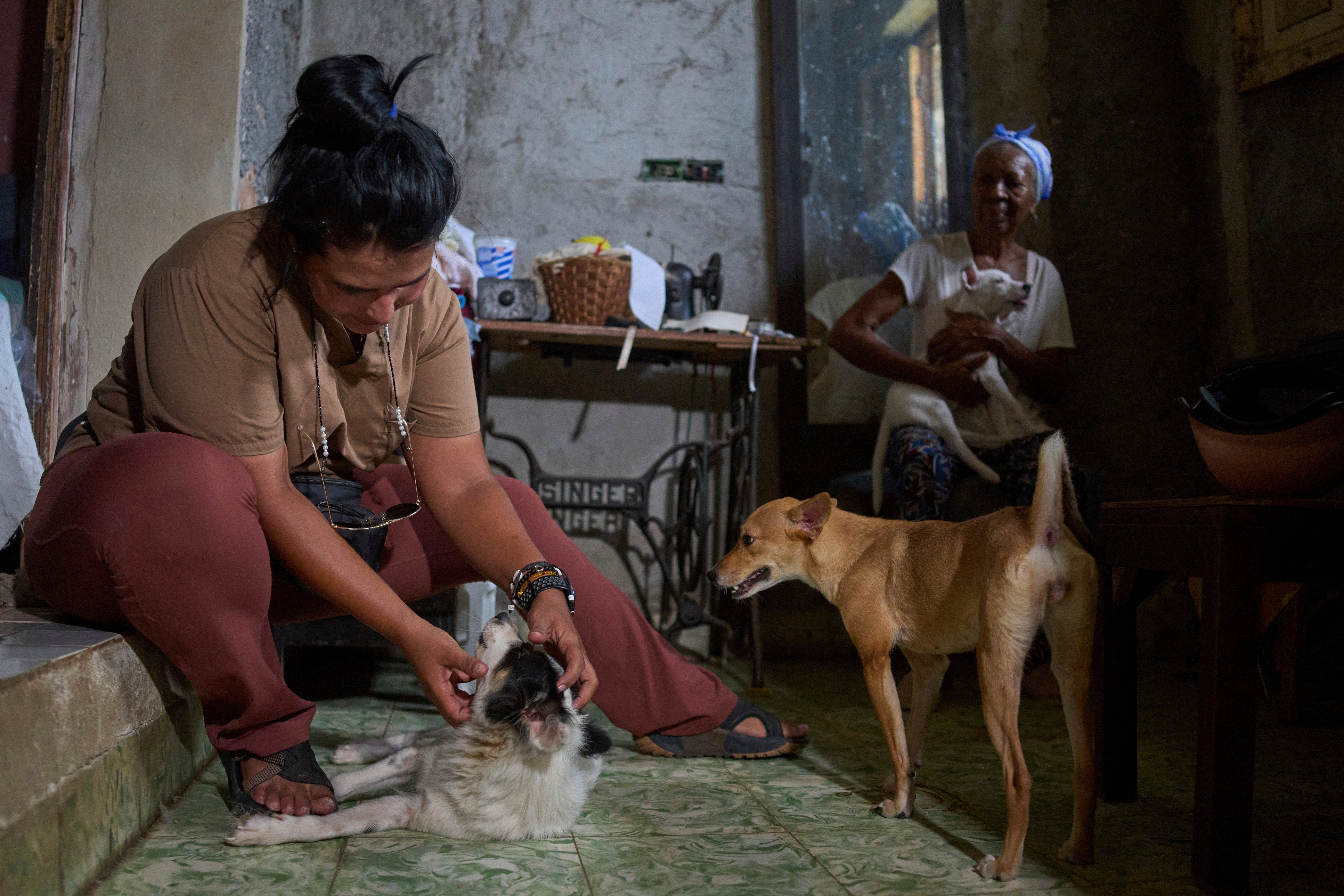 CUBA-ANIMALES CALLEJEROS