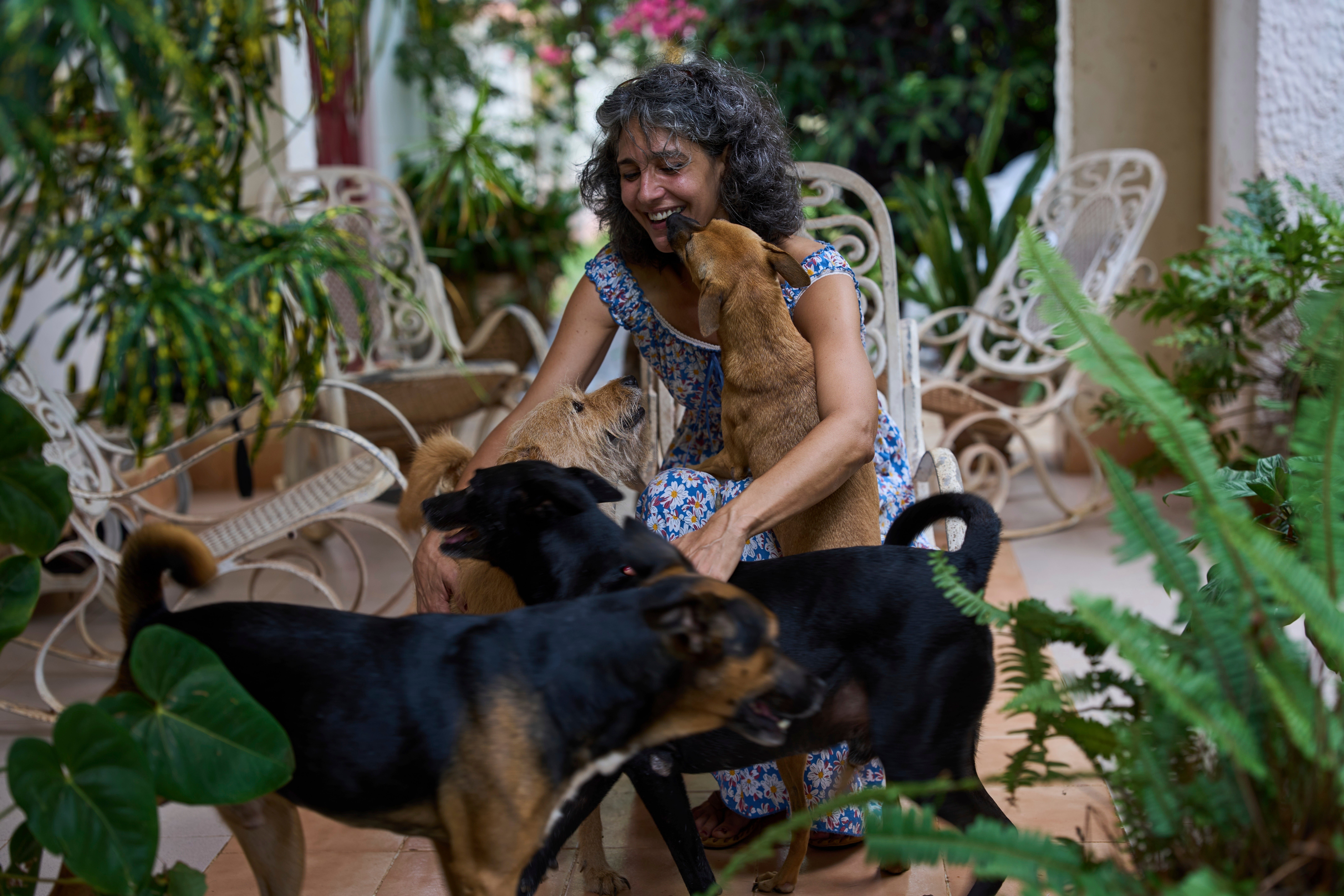 CUBA-ANIMALES CALLEJEROS