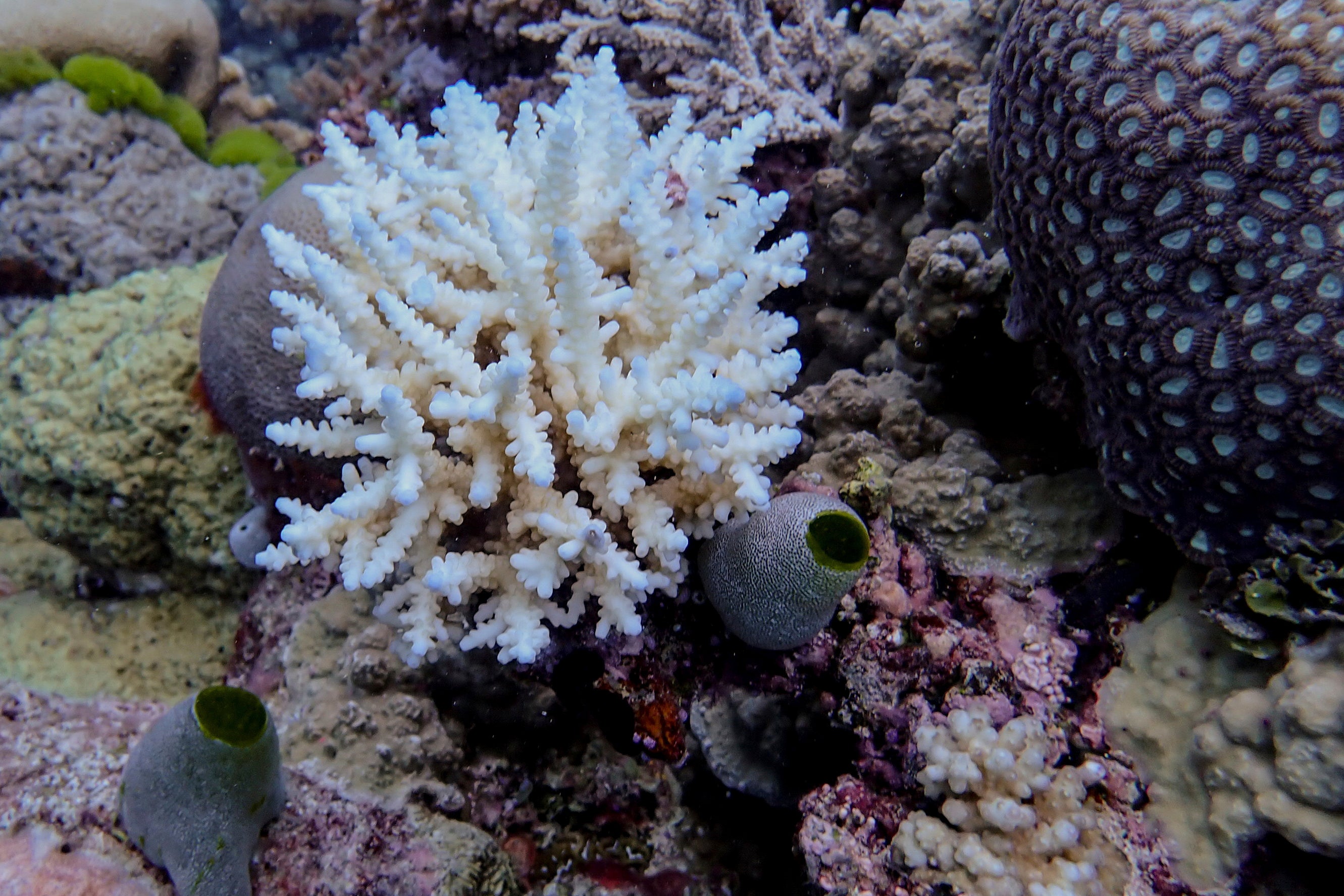 La Gran Barrera de Coral registra la mayor pérdida anual de coral en 39 años
