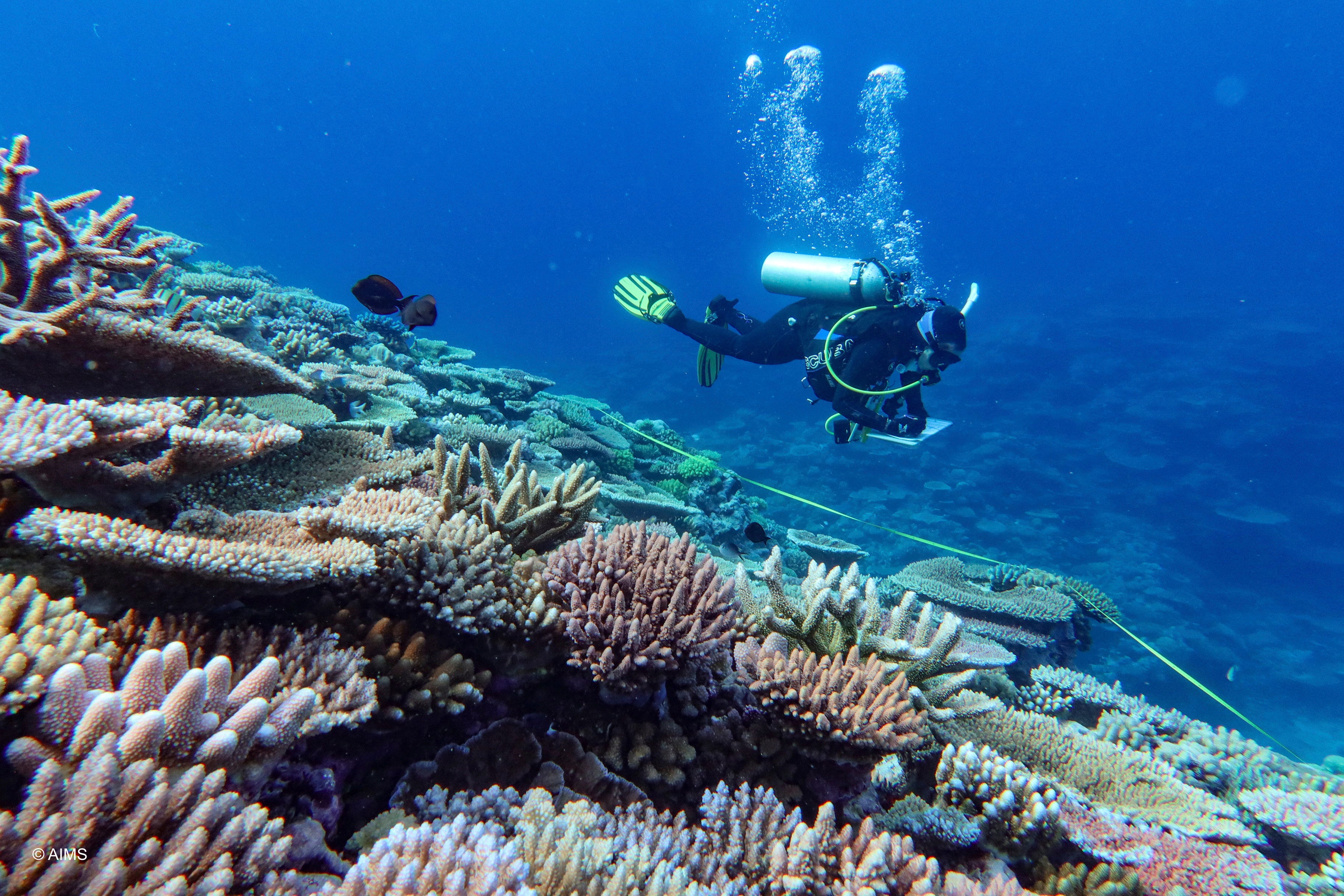OCE-GEN AUSTRALIA-GRAN BARRERA DE CORAL