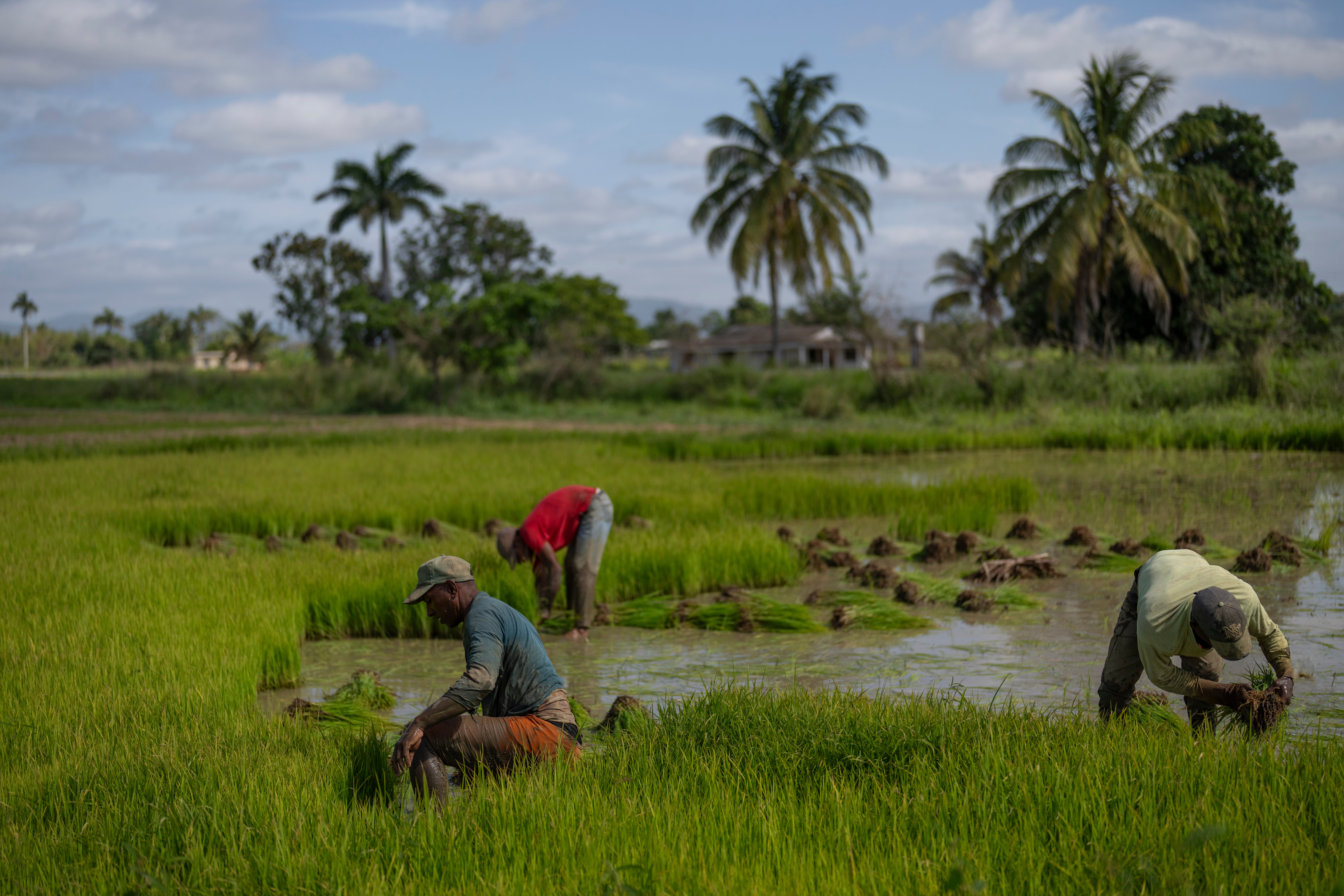 CUBA-AGRICULTURA