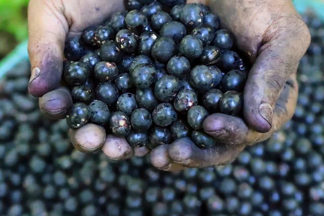 AMS-GEN BRASIL-TRUMP-ARANCELES AÇAÍ
