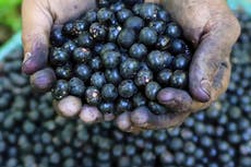 Los aranceles de Trump podrían perjudicar a la industria del açaí en Brasil y a consumidores en EEUU