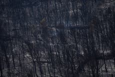 Bomberos luchan para evitar rebrotes del mayor incendio forestal en Francia