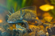 Se buscan ajolotes. Rastreos de ADN en la zona lacustre de Ciudad de México intentan ubicarlos