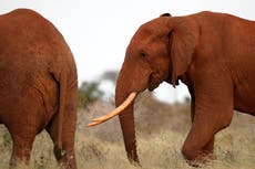 Agricultores kenianos usan abejas y sésamo para ahuyentar a los elefantes
