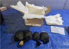Hombre de NY trató de enviar 850 tortugas a Hong Kong de contrabando
