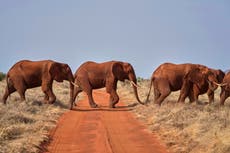 En el Día Mundial del Elefante: 5 datos sobre los mayores mamíferos terrestres