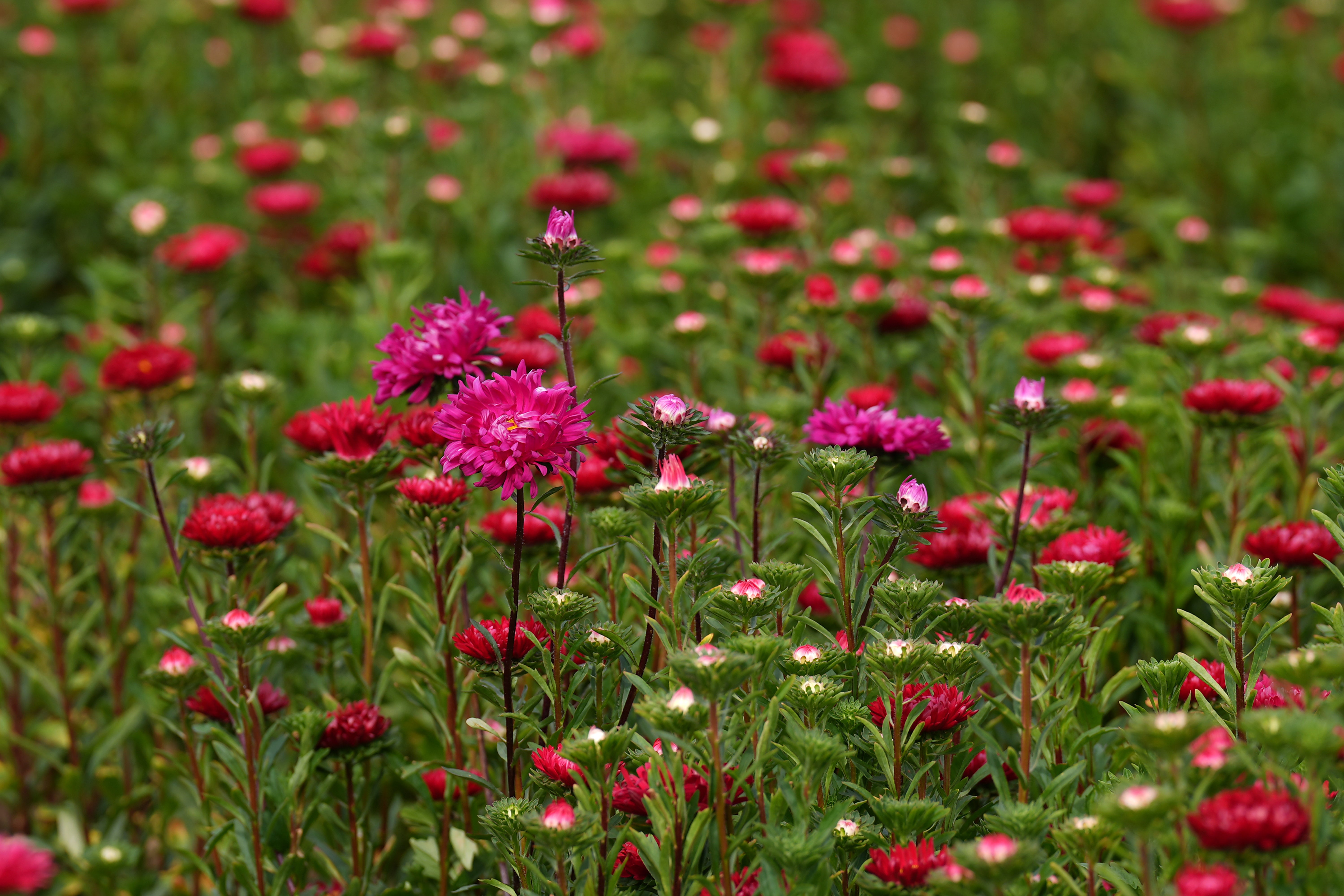 El gran cambio ambiental en primavera no es que los campos se llenen de flores ni que podamos empezar a prescindir de la ropa de abrigo