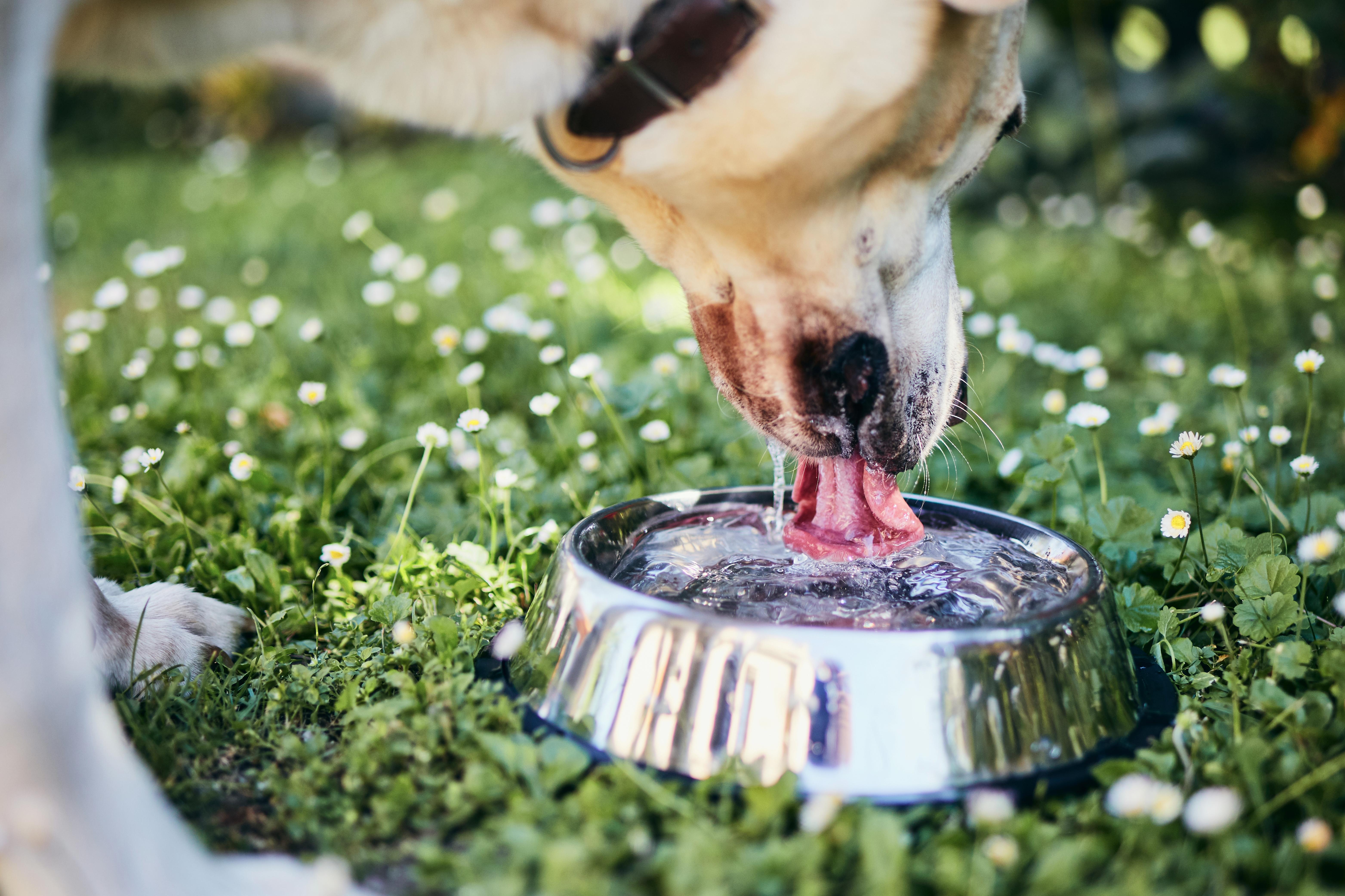 Siempre déles agua fresca para mantenerlos hidratados