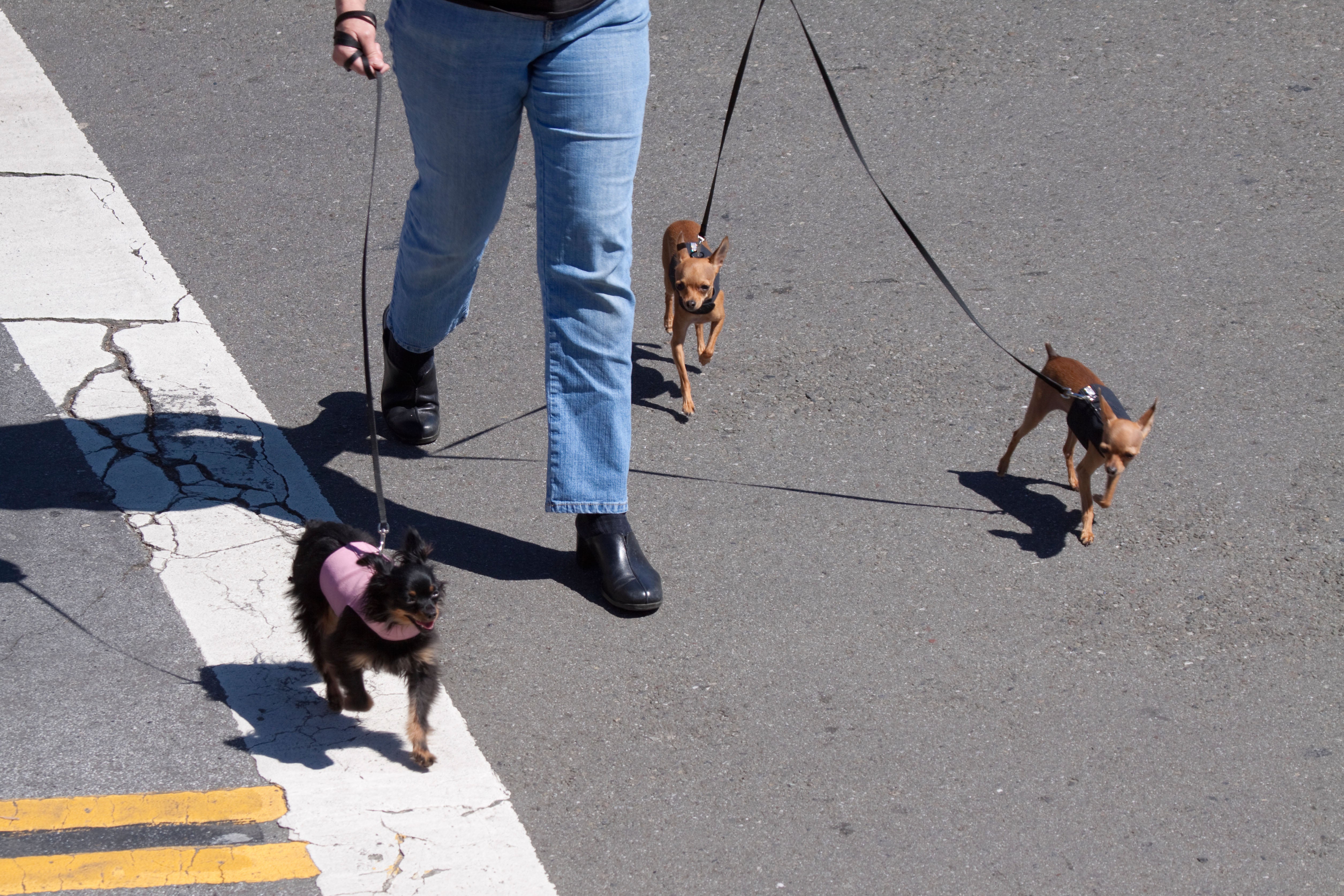 Las aceras, las calles y la arena pueden quemarle las almohadillas a tu perro
