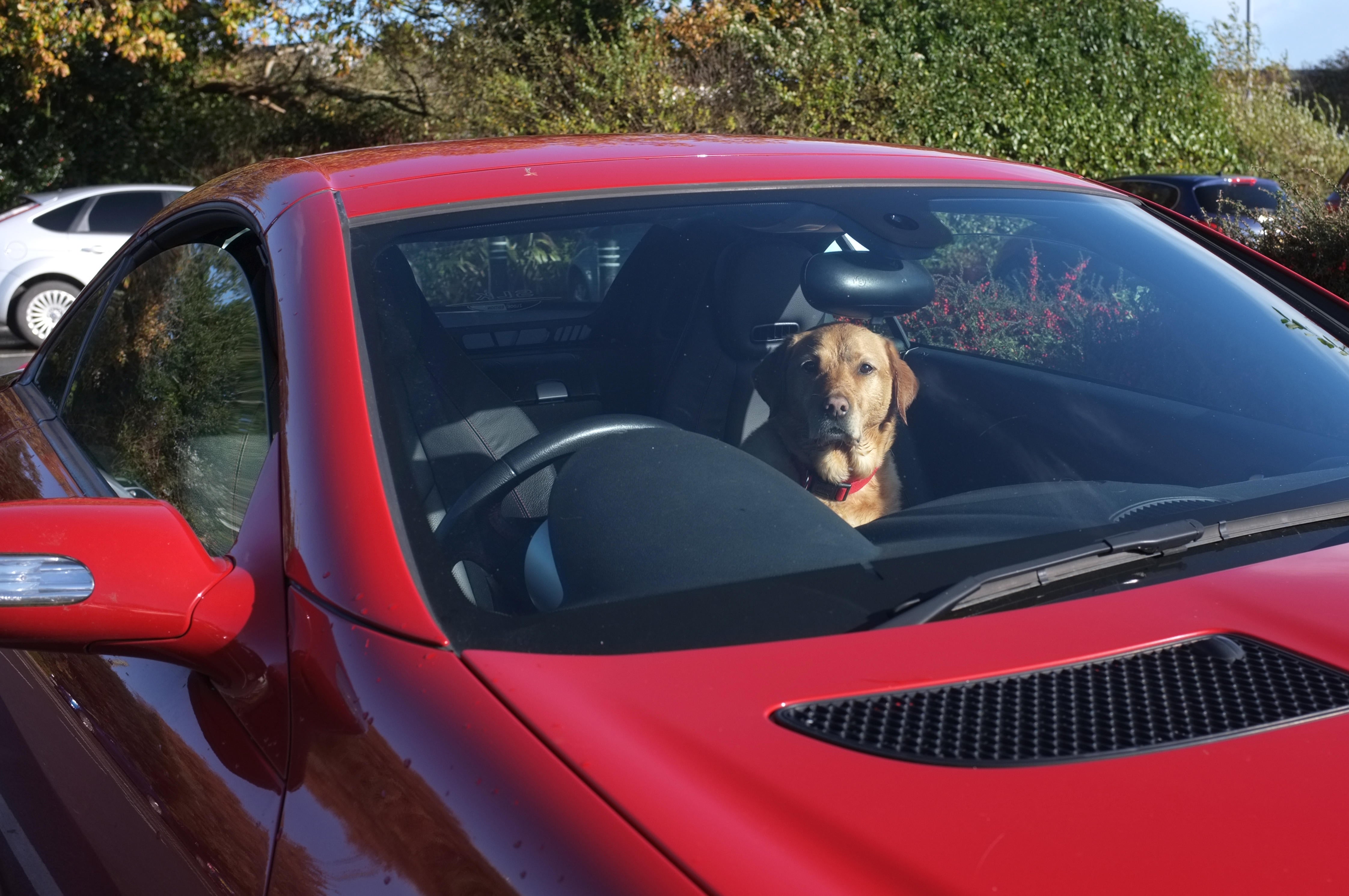 Nunca dejes a tu perro solo en el coche cuando hace calor