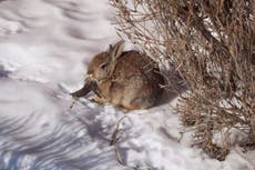 Conejos “zombie” con cuernos negros y tentáculos en la boca invaden Colorado