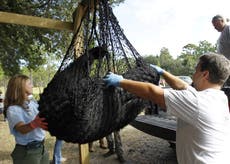 Aprueban la primera caza de osos negros en Florida en una década, pese a fuerte oposición