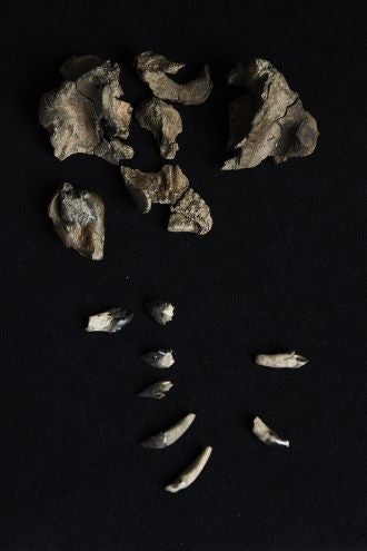 Cráneo parcial y dientes de 'Janjucetus dullardi'