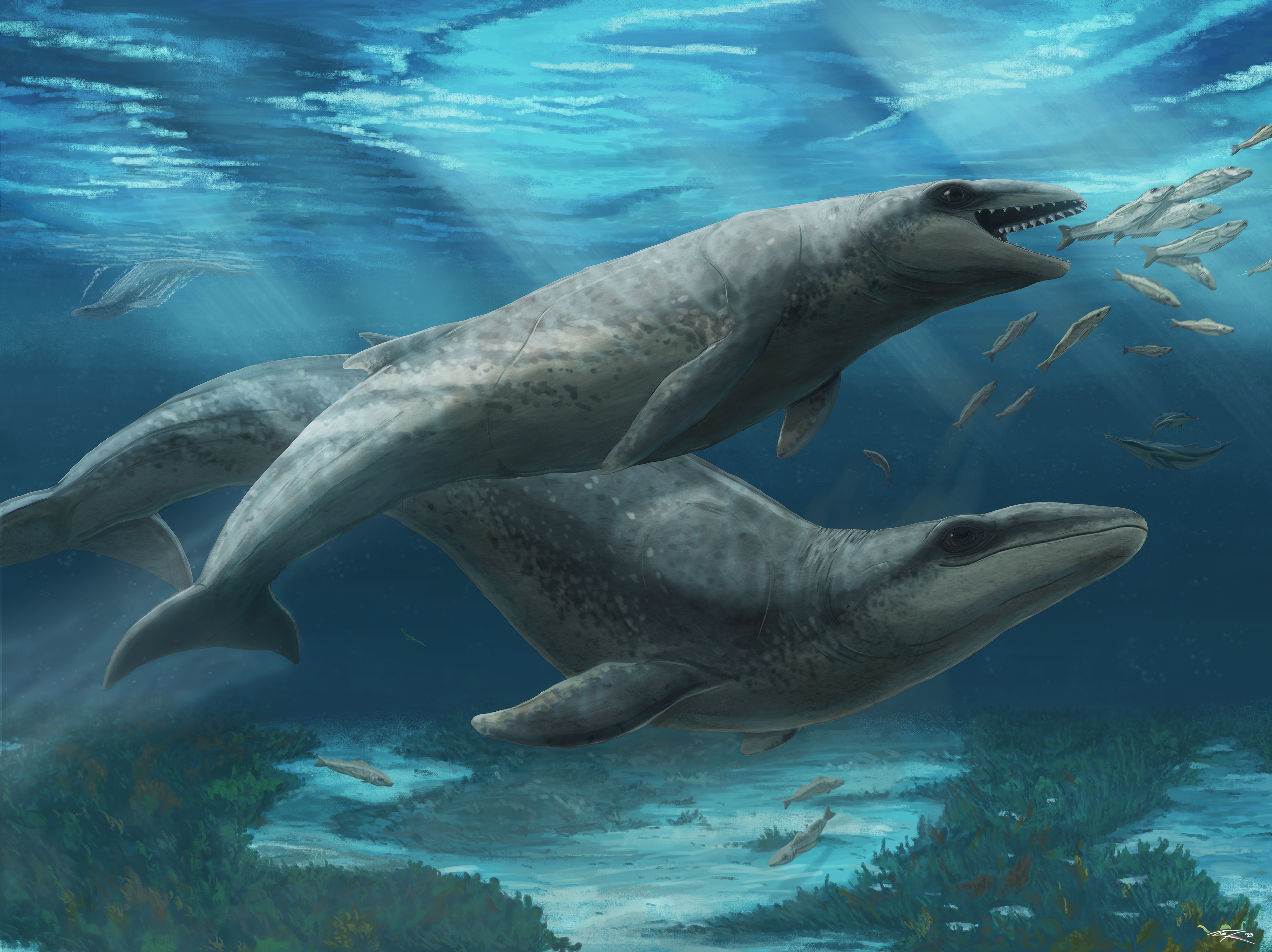 Cría y madre de 'Janjucetus dullardi'