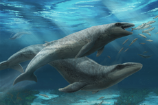 Descubren en Australia una ballena prehistórica con dientes de tiburón