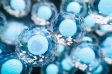 Ejecutivos tecnológicos estarían pagando grandes sumas por tener bebés más listos