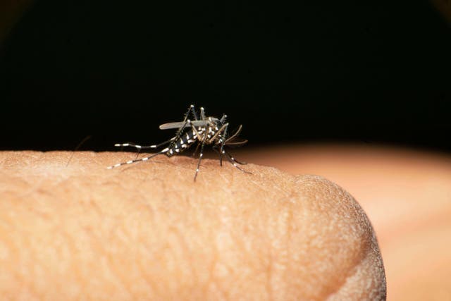 <p>El chikungunya es uno de los virus transmitidos por picaduras de mosquito</p>