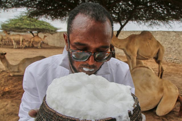 SOMALIA-LECHE DE CAMELLO
