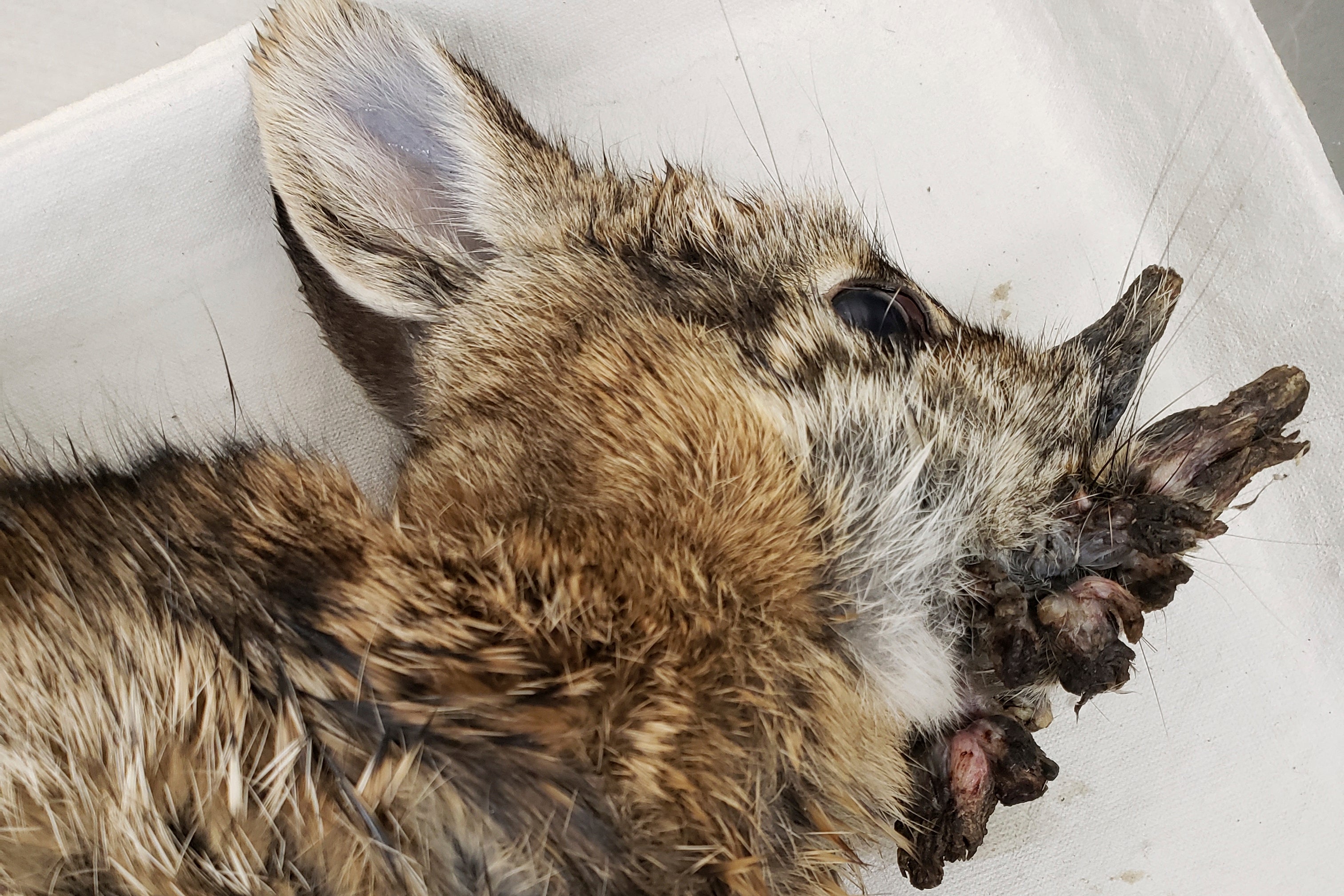 En Colorado, aparecieron conejos con cuernos y extraños tentáculos, lo que ha generado preocupación entre los residentes