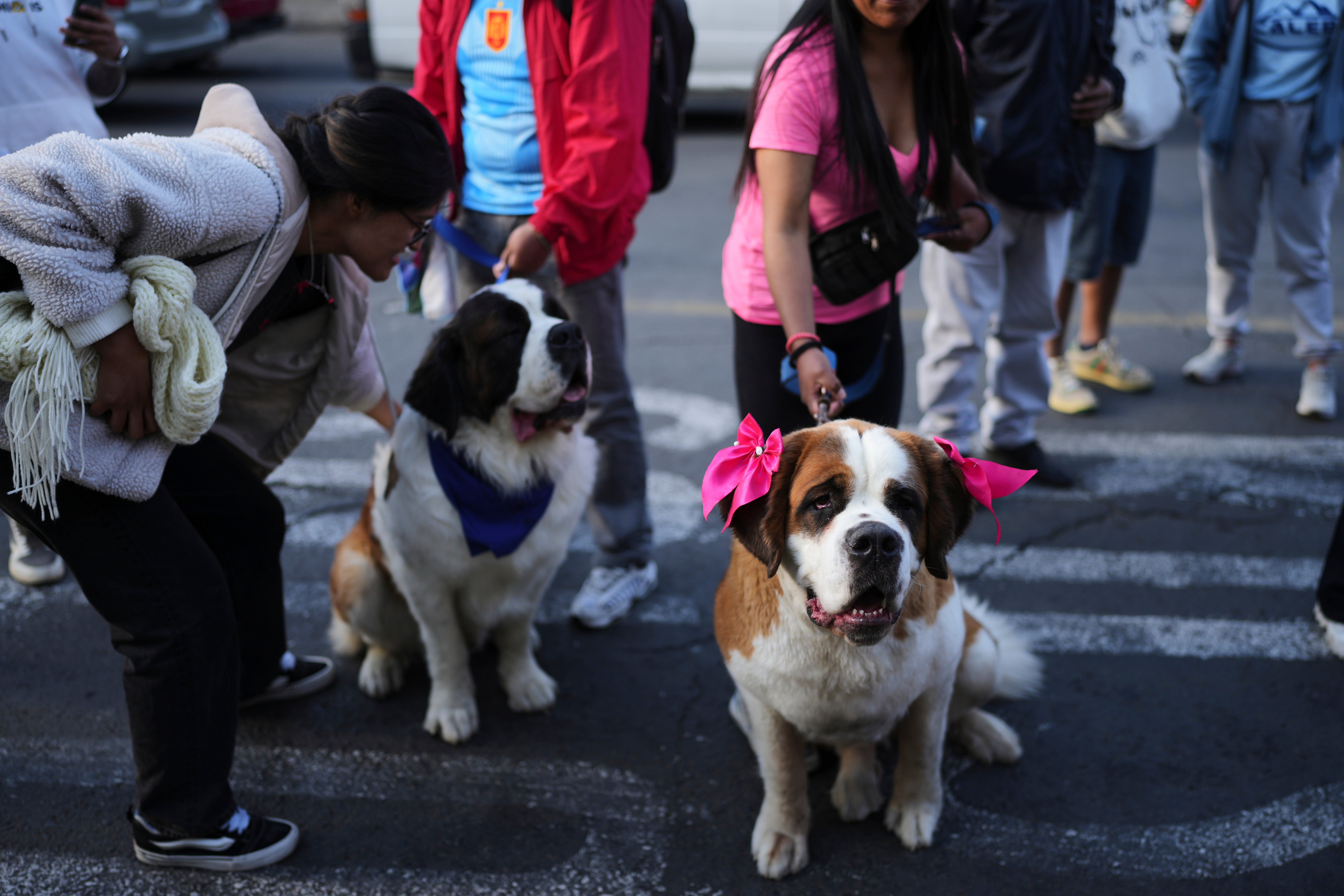 Un desfile de perros rinde homenaje a Bolivia por su bicentenario