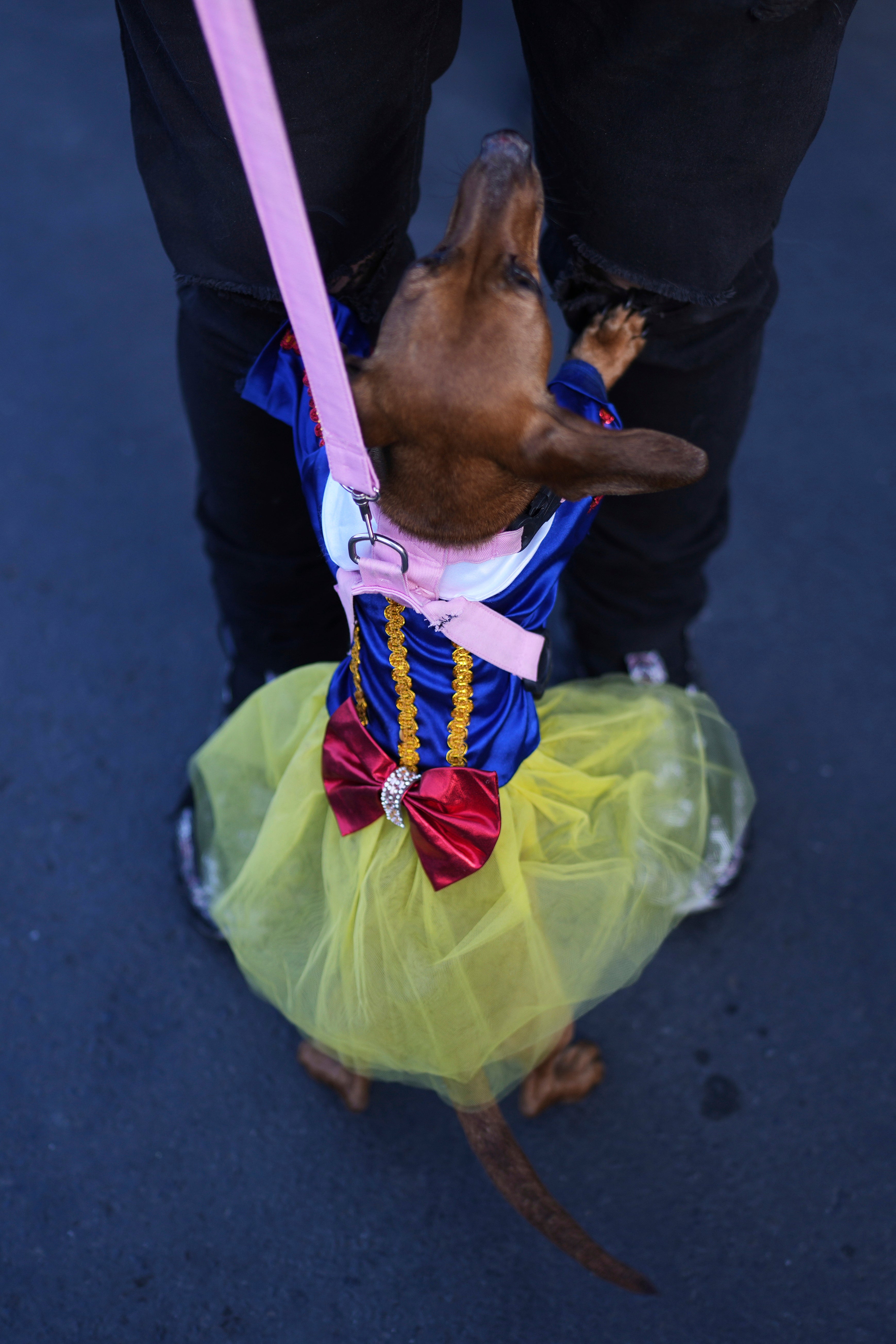 BOLIVIA-DESFILE DE PERROS