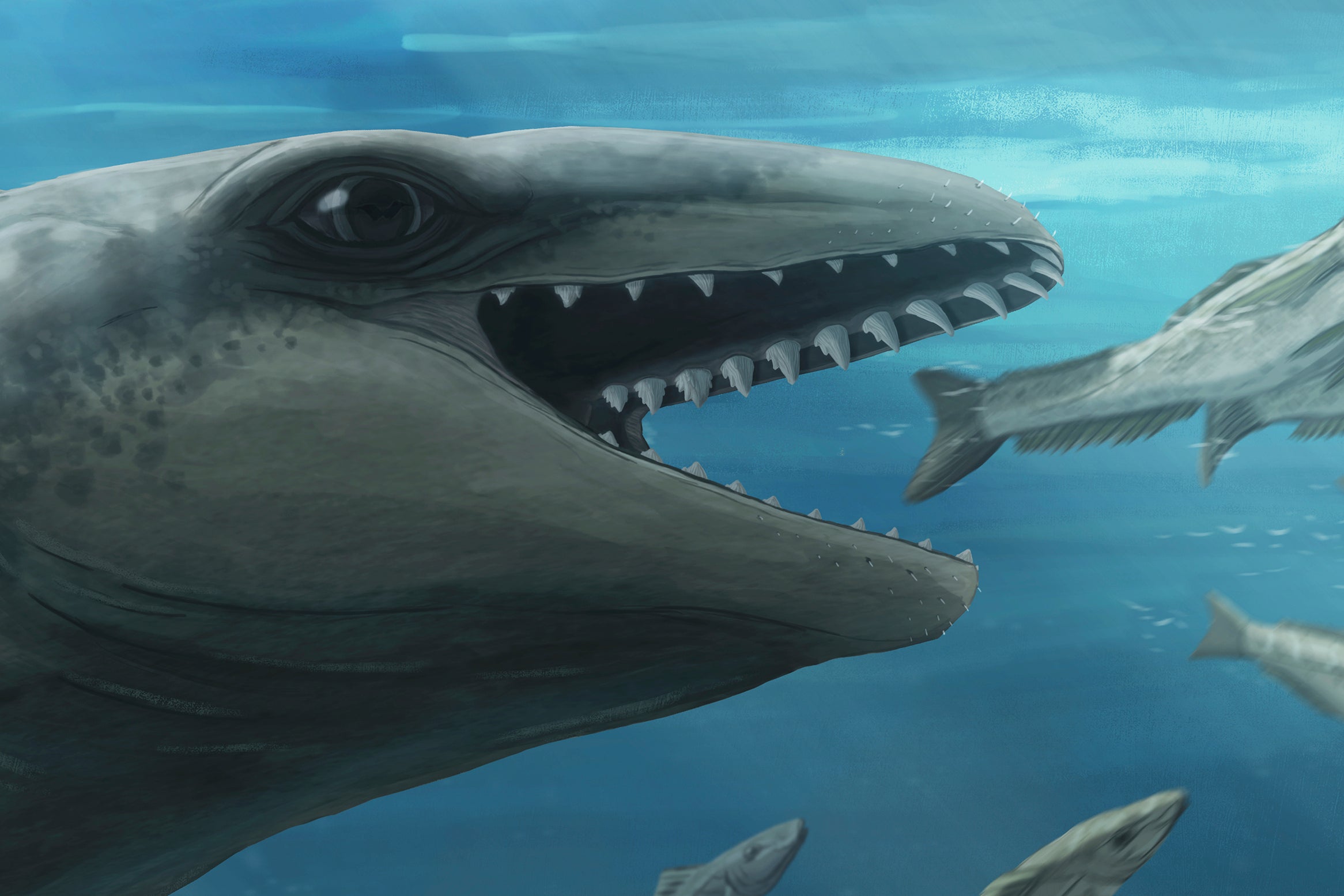 AUSTRALIA-BALLENA-PREHISTÓRICA