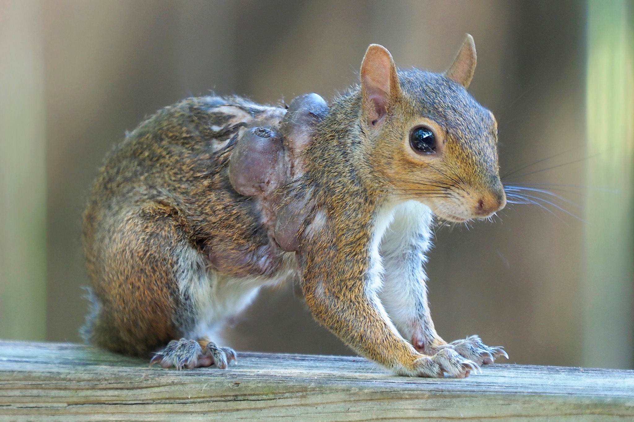 Expertos reportan nuevos avistamientos de ardillas con fibromatosis, también conocida como viruela de las ardillas, en distintos puntos de EE. UU.
