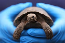 Crías de tortuga nacen de padres centenarios en el zoológico de Filadelfia