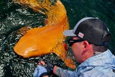 Descubren en Costa Rica un extraño tiburón de piel naranja y ojos blancos