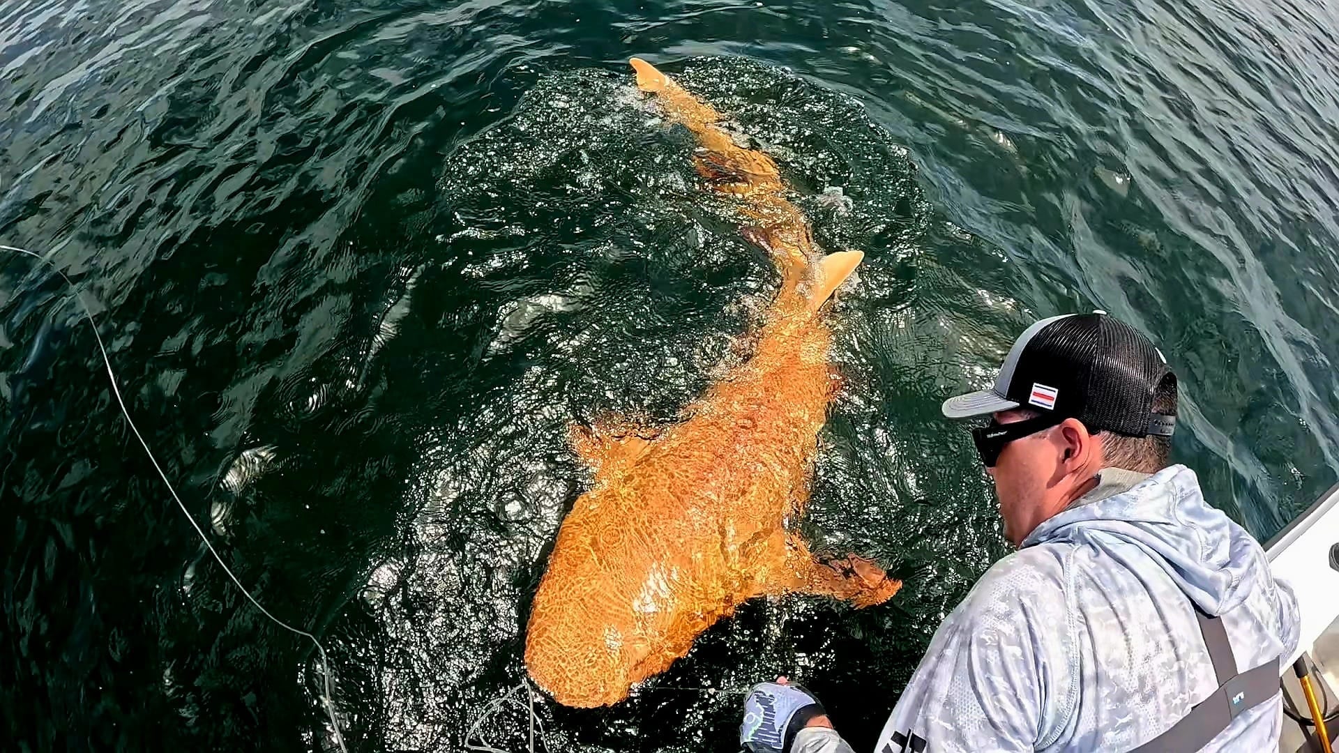 Esta rara pigmentación nunca se había observado antes en peces cartilaginosos del Caribe, grupo que incluye tiburones, rayas y mantarrayas