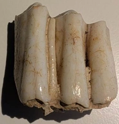 Los investigadores han analizado los isótopos del tercer molar de la vaca para obtener pistas sobre la dieta, el entorno y los movimientos del animal