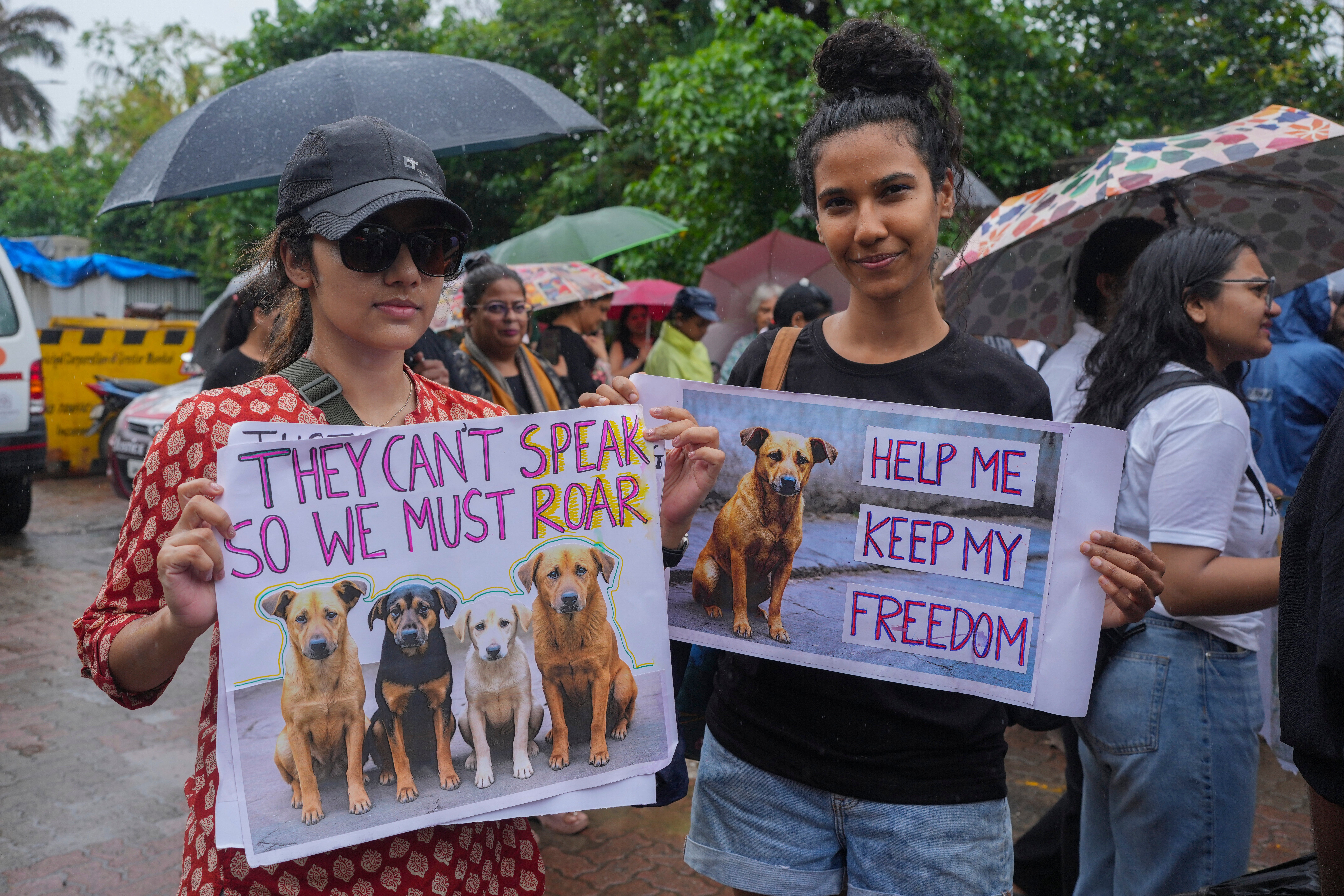 ASI-GEN INDIA-PERROS CALLEJEROS