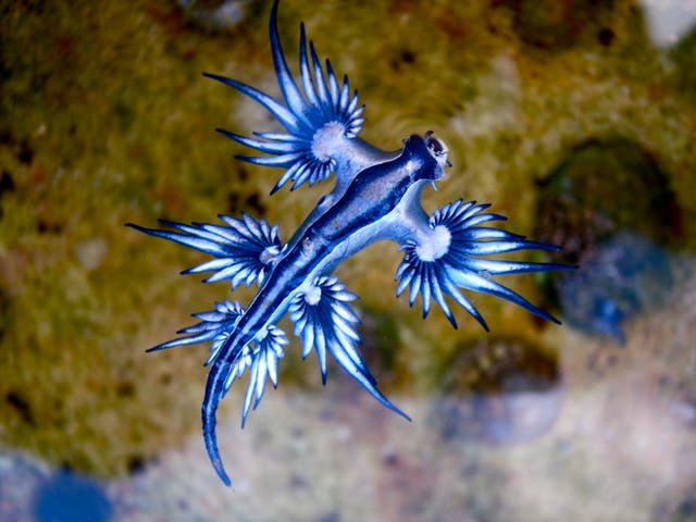 <p>Se prohibió a los turistas nadar en el océano en España después de que se encontraran dos babosas marinas tropicales tóxicas en el agua.</p>