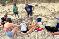 Aunque no tocó tierra ni causó daños, huracán Erin afectó a nidos de tortugas