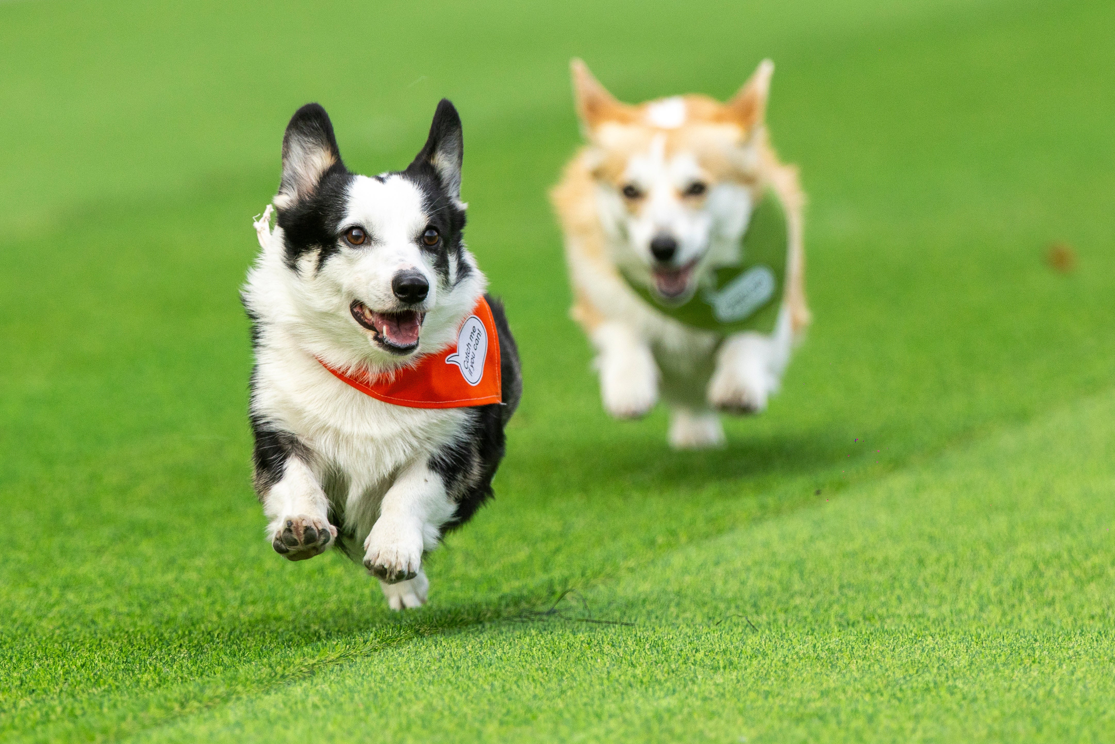 LITUANIA-CARREGA DE CORGIS