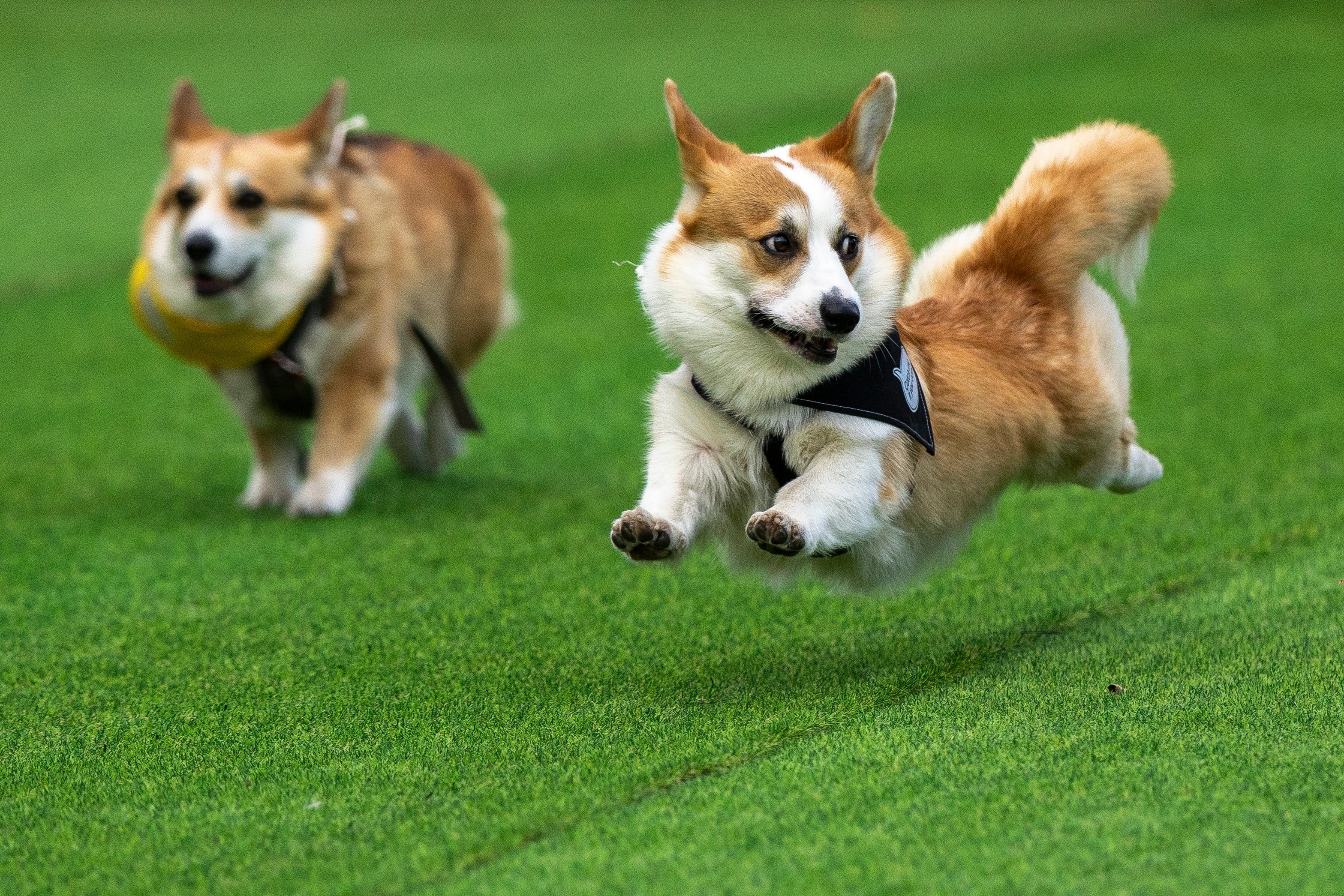 Patas pequeñas, grandes sueños: Más de 100 equipos compiten en la carrera de corgis en Lituania