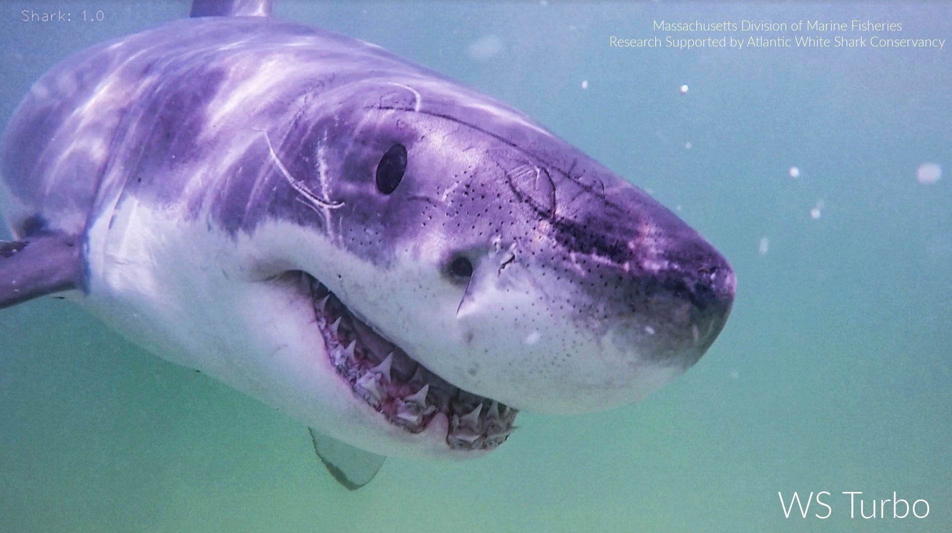 EEUU-TUBURONES BLANCOS